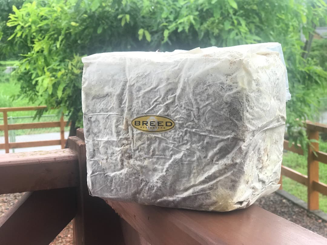 高性能・高品質　BREED菌糸ブロック　3500cc　10個