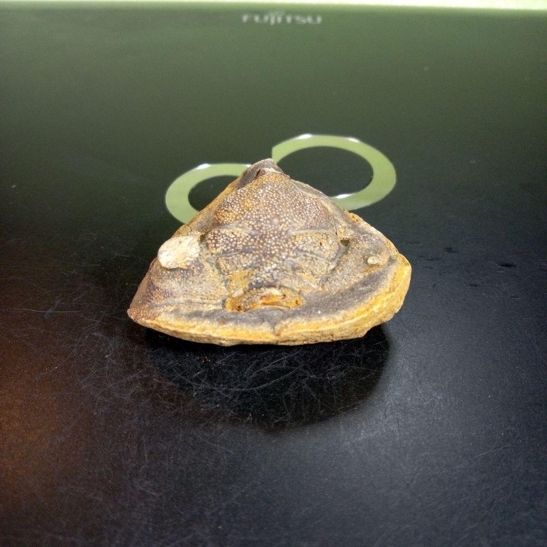 三葉虫　化石　fossil　ボリビア産　trilobite　ボリビア三葉虫郡②