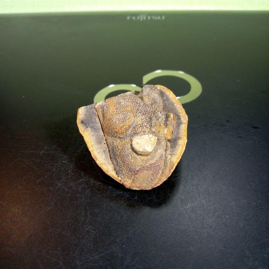 三葉虫　化石　fossil　ボリビア産　trilobite　ボリビア三葉虫郡②