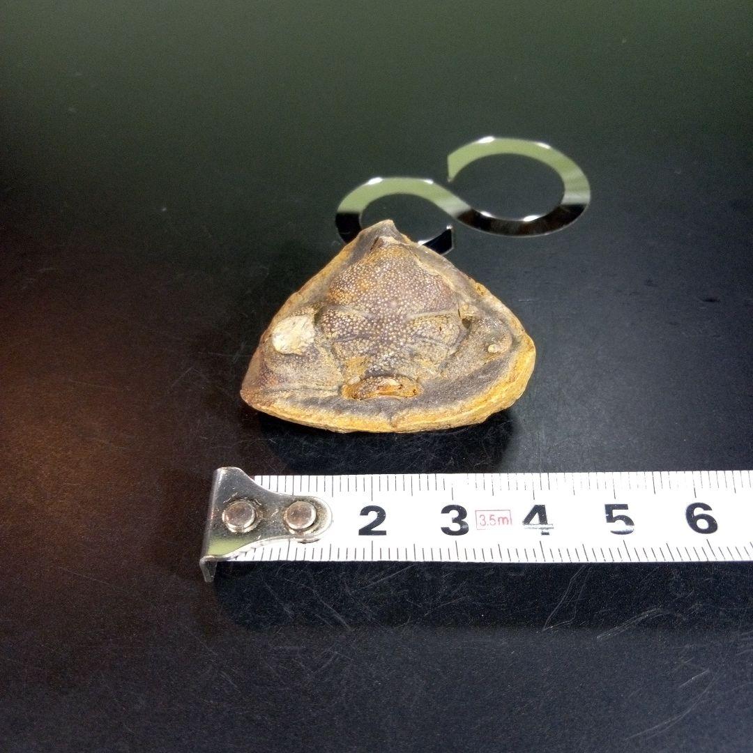 三葉虫　化石　fossil　ボリビア産　trilobite　ボリビア三葉虫郡②