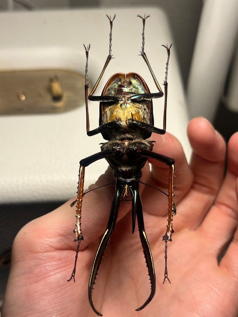 【81mm】チリクワガタ メタリフェルホソアカクワガタ Wild 昆虫標本