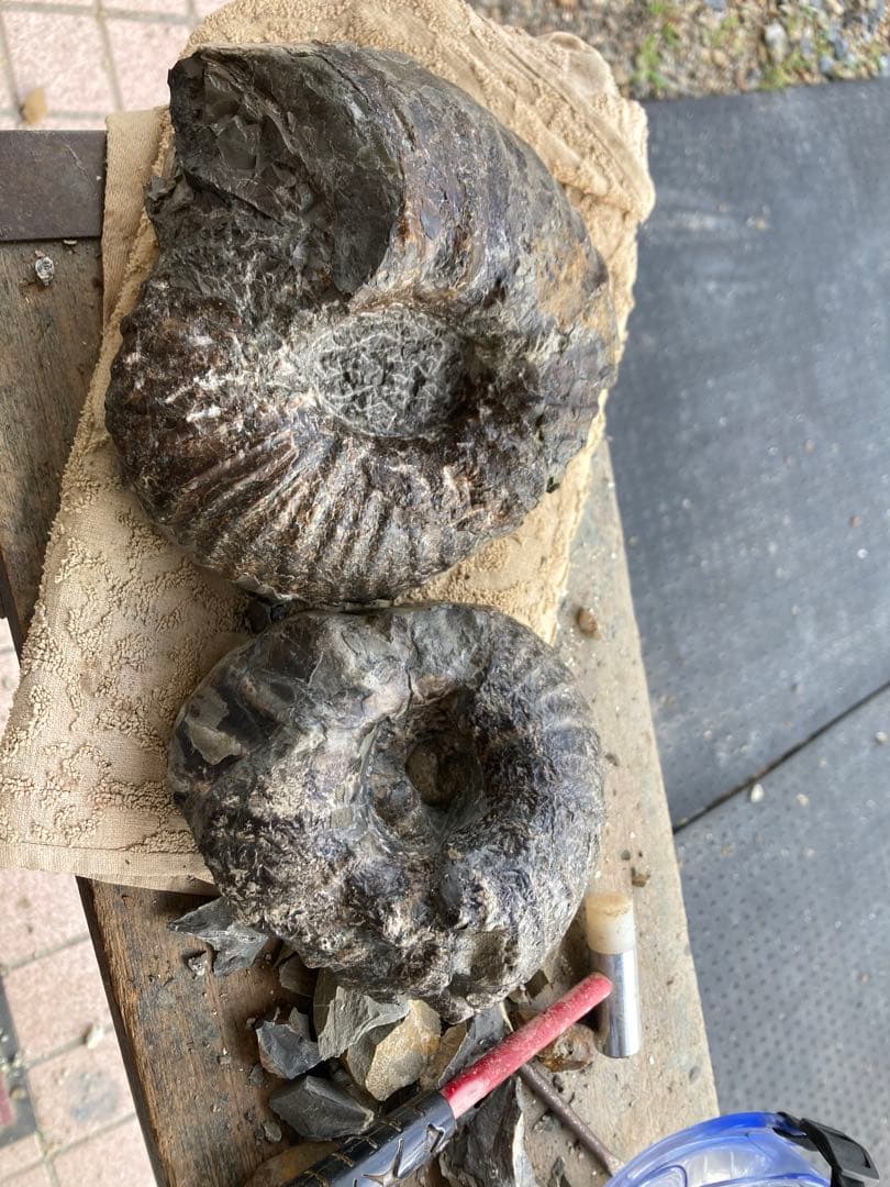 アンモナイト　2つセット　化石