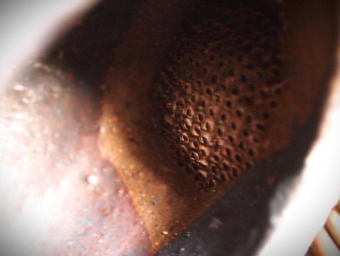 人気作家★加地学【師：森岡成好】★窯変黒土瓶