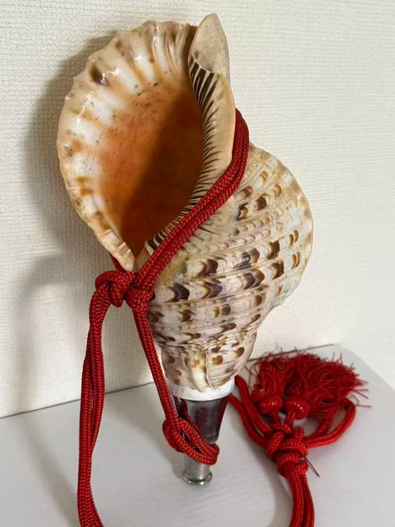 法螺貝貝全長約39cm 總1235g 笛 密教魔除け貝貝殻ホラガイホラ貝 ほら貝