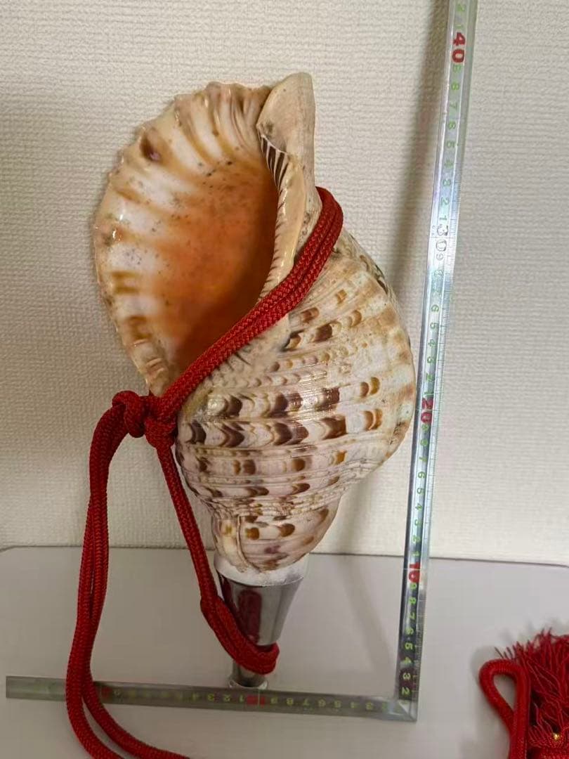 法螺貝貝全長約39cm 總1235g 笛 密教魔除け貝貝殻ホラガイホラ貝 ほら貝