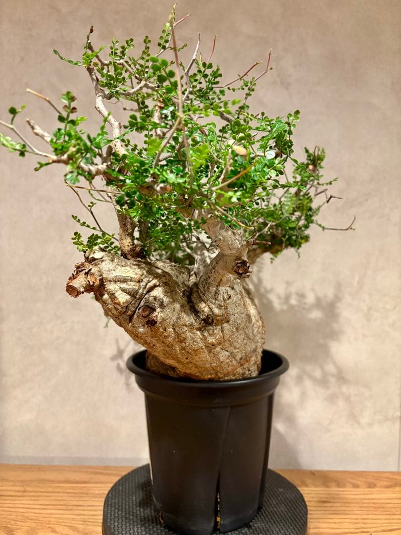 【希少樹形】パキプス／左右均等丸型・発根済み　みやび鉢