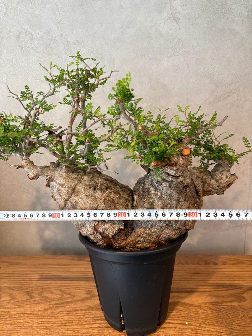 【希少樹形】パキプス／左右均等丸型・発根済み　みやび鉢