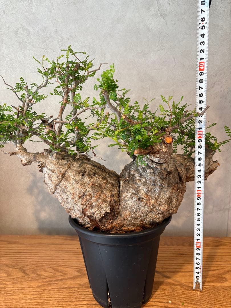 【希少樹形】パキプス／左右均等丸型・発根済み　みやび鉢