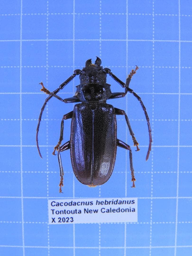 珍品　ニューカレドニア産　ウスバカミキリ　25mm