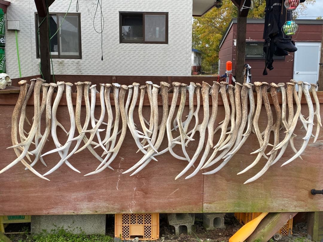 クラフト　蝦夷鹿のツノ　37本分34キロ