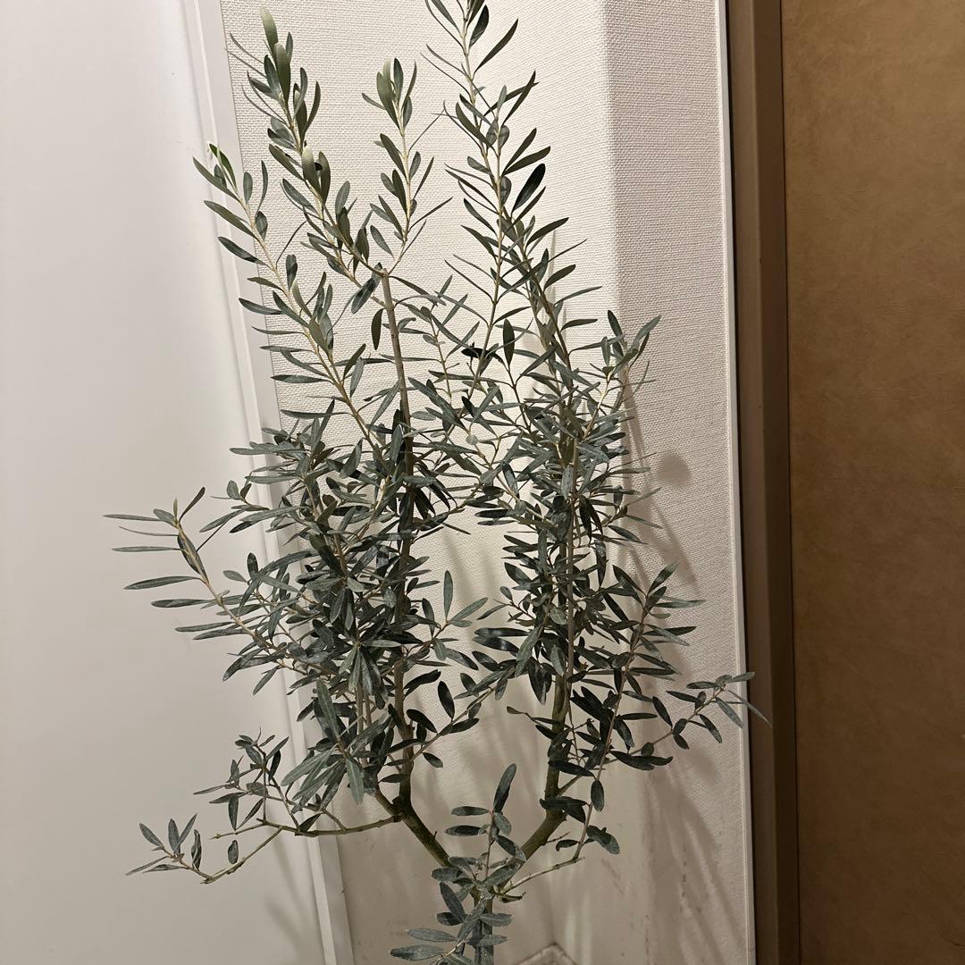 【オリーブ】特大 7号 高さ120cm 鉢ごと発送 送料込み