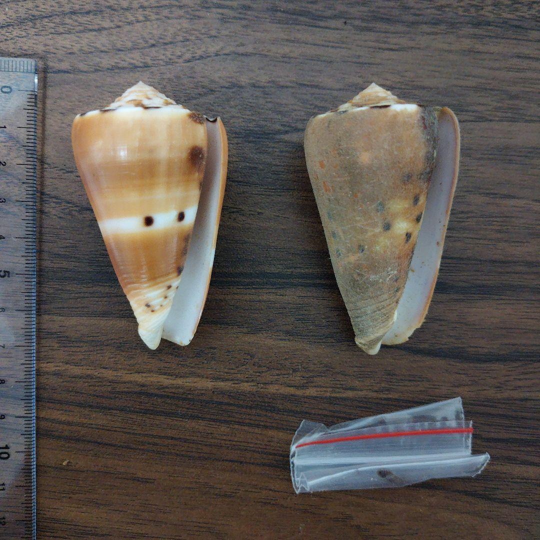 アカネイモ（ゴクラクイモ）　希少　2個セット　貝殻　標本