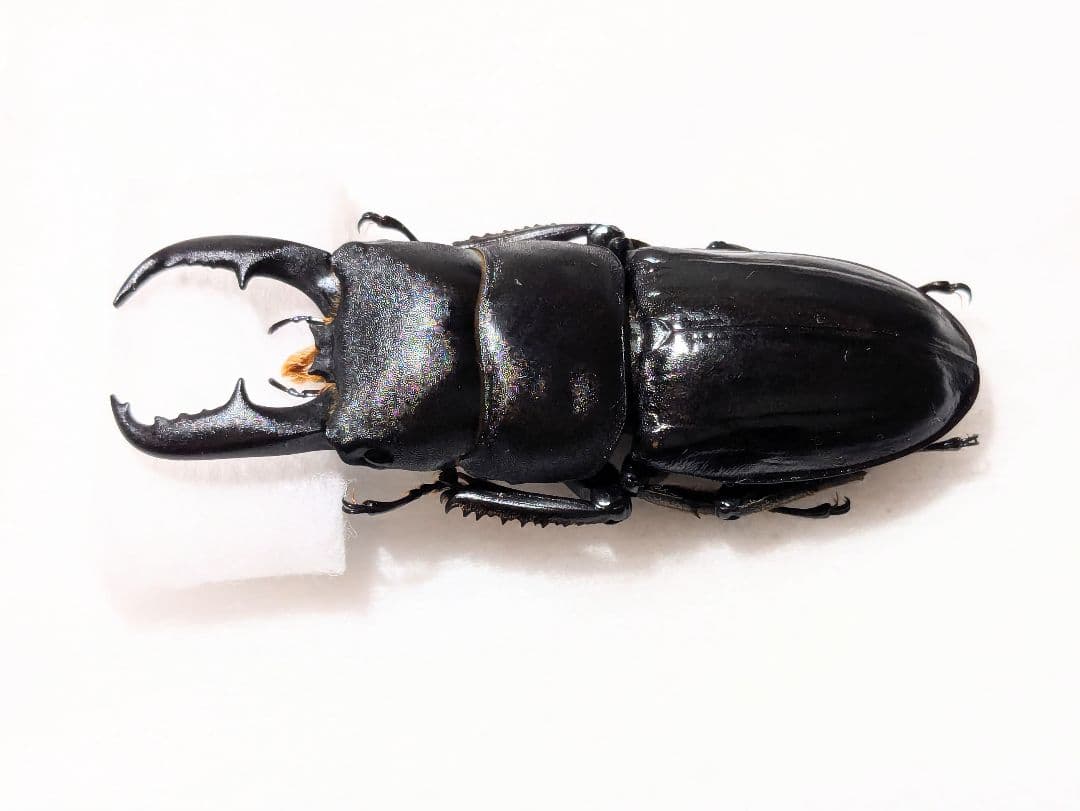 八丈　ハチジョウヒラタ