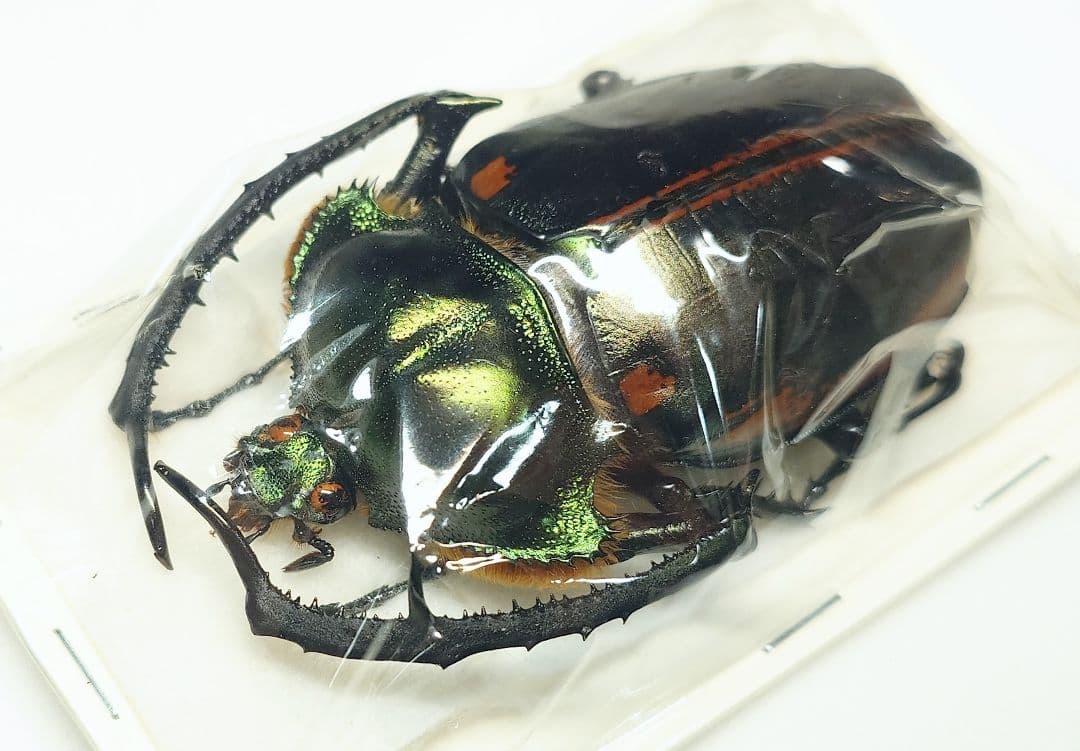 ヤンソニーテナガコガネ　75ミリ野外品　標本