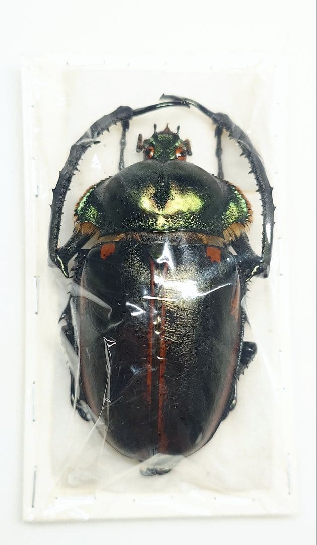 ヤンソニーテナガコガネ　75ミリ野外品　標本