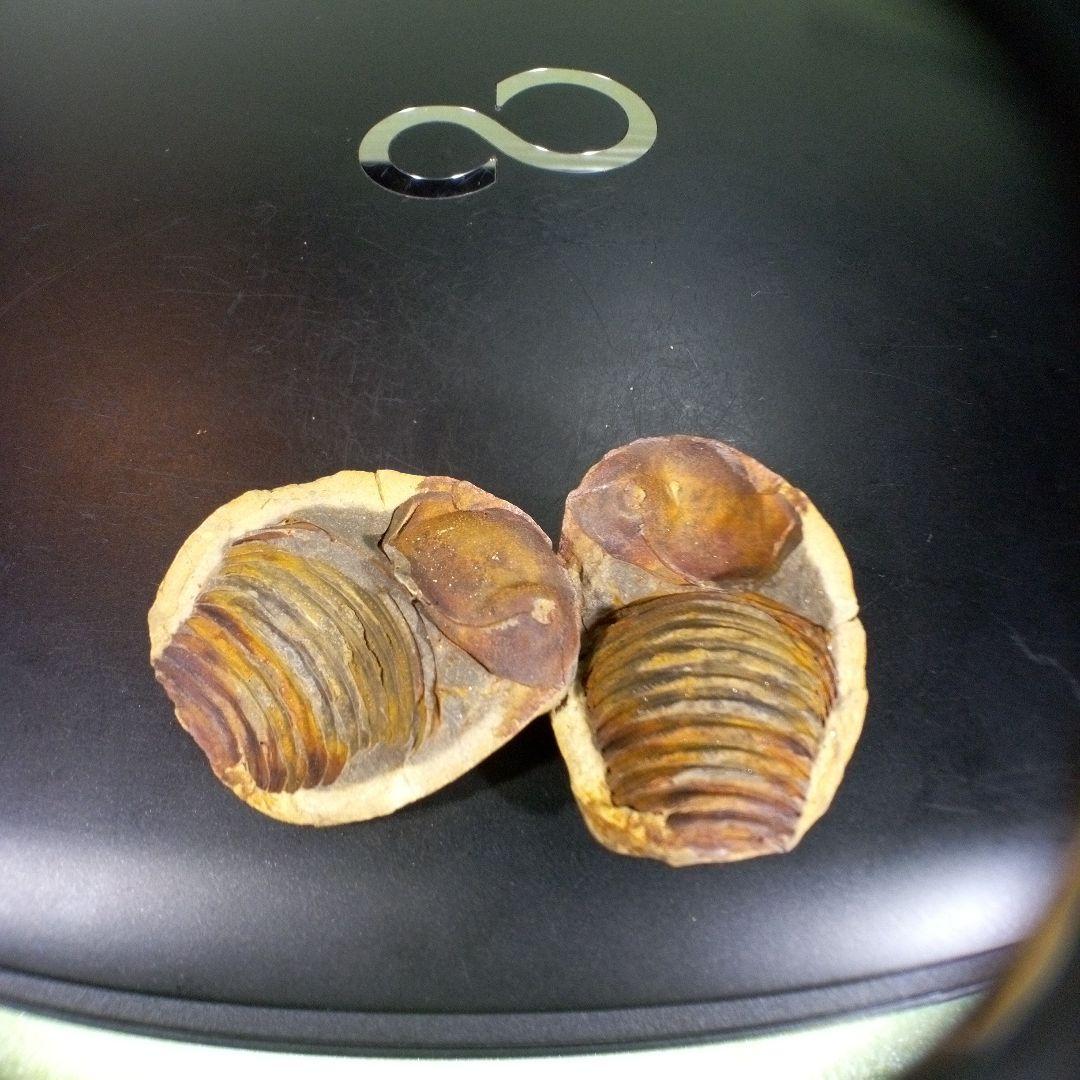 三葉虫　化石　fossil　ボリビア産　trilobite　ノジュール管理⑥
