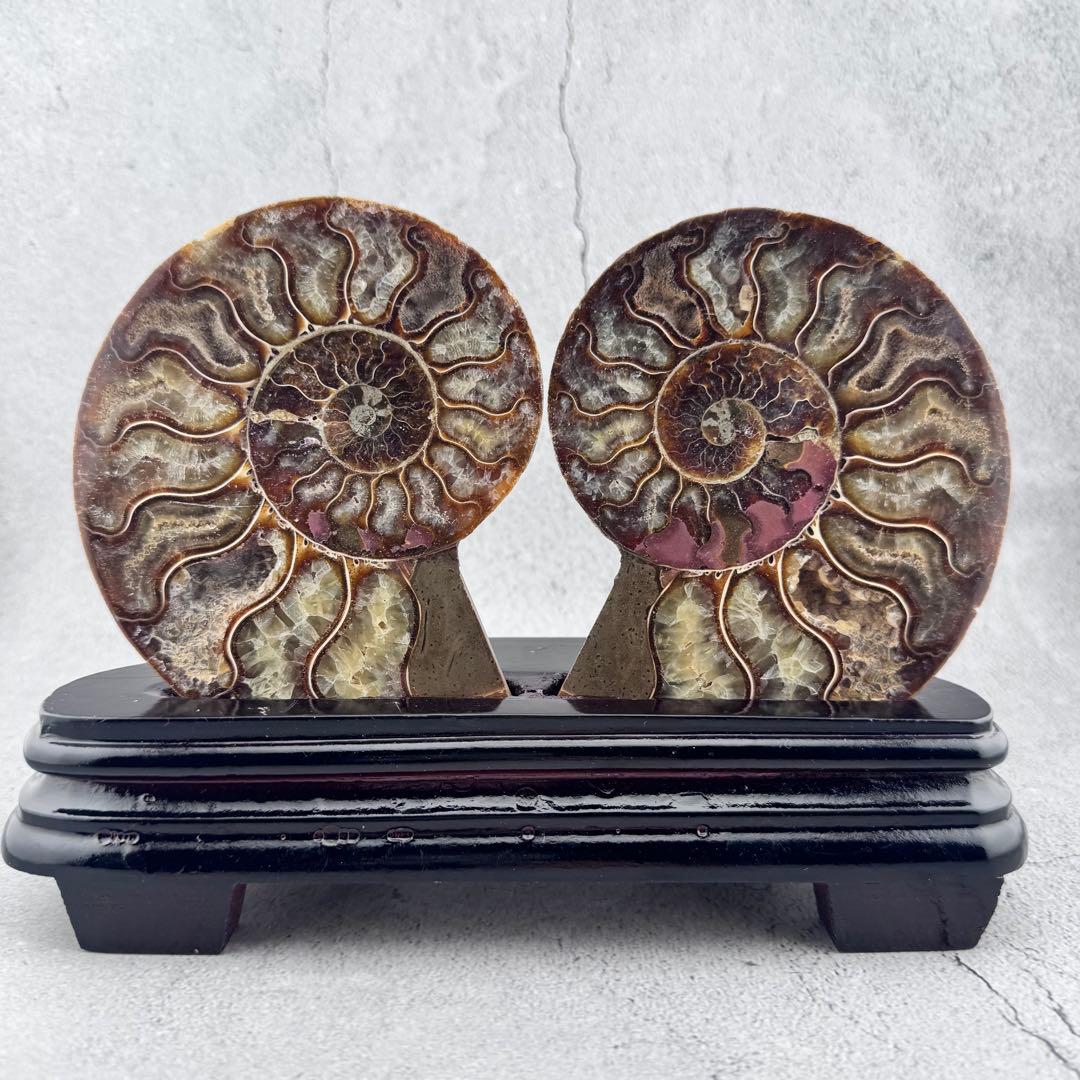 G-138天然アンモナイト 化石 左右対称ペアスライス 台座付き 鑑賞標本
