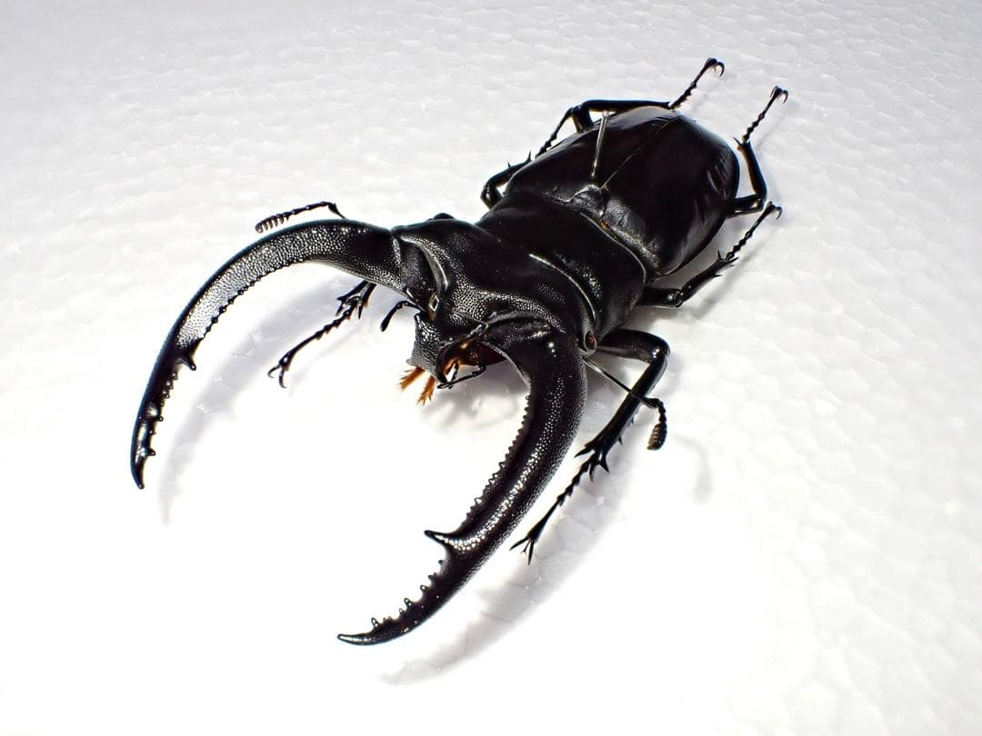 【標本】リノケロスフタマタクワガタ　スマトラ島産　98.0ミリ　野外品