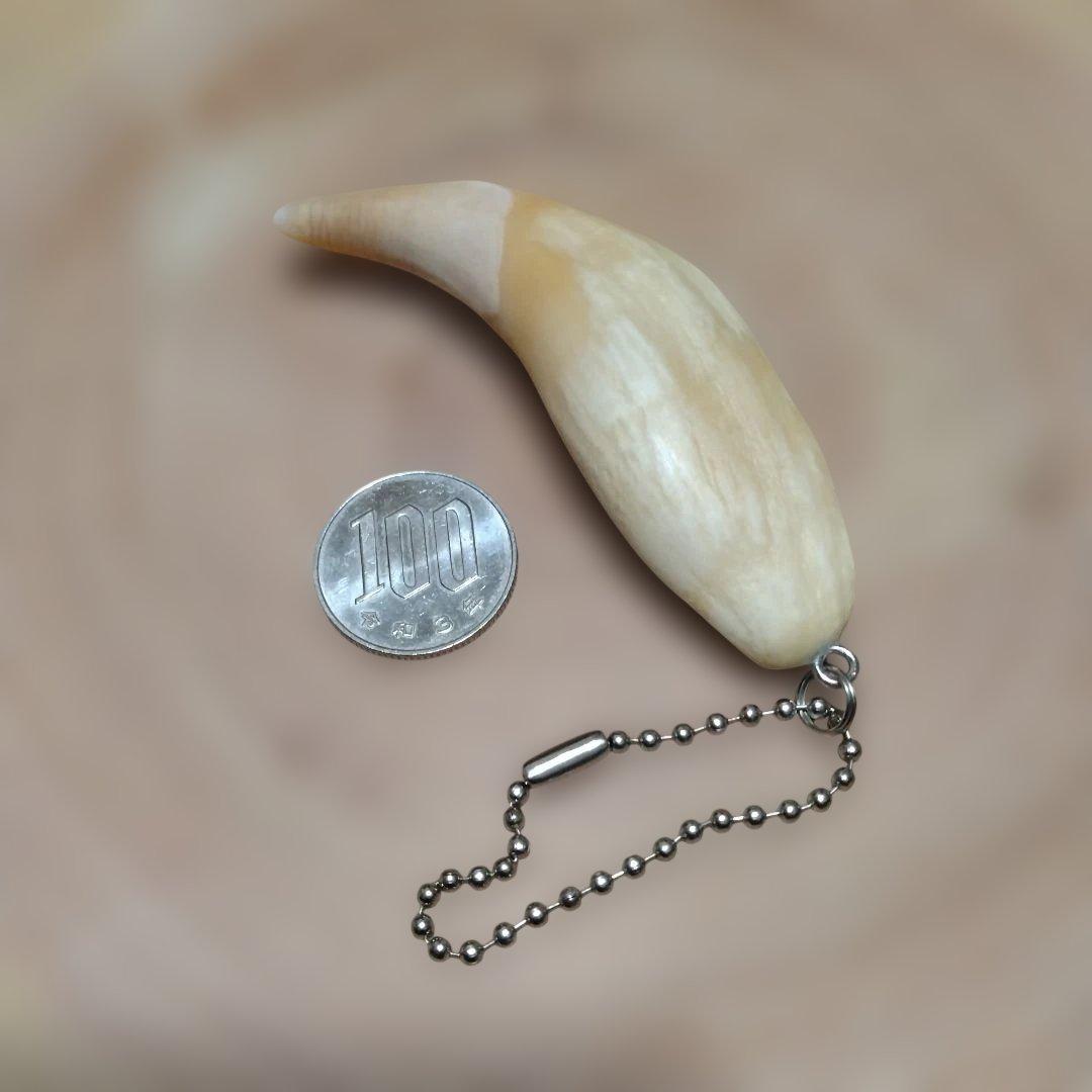 熊牙キーホルダー　約８cm　ヒグマの牙　羆の牙　　ヒグマ　羆　魔除け　災難除け