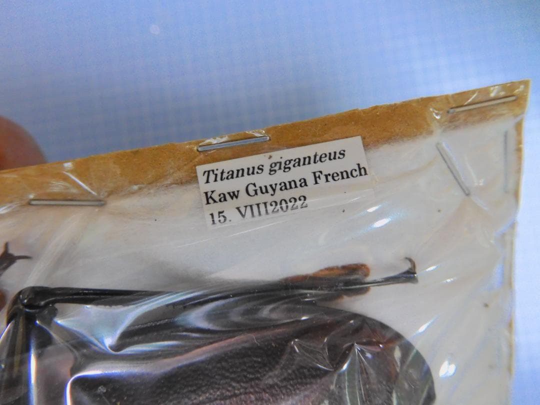 フレンチギアナ産　タイタンオオウスバカミキリ　120mm