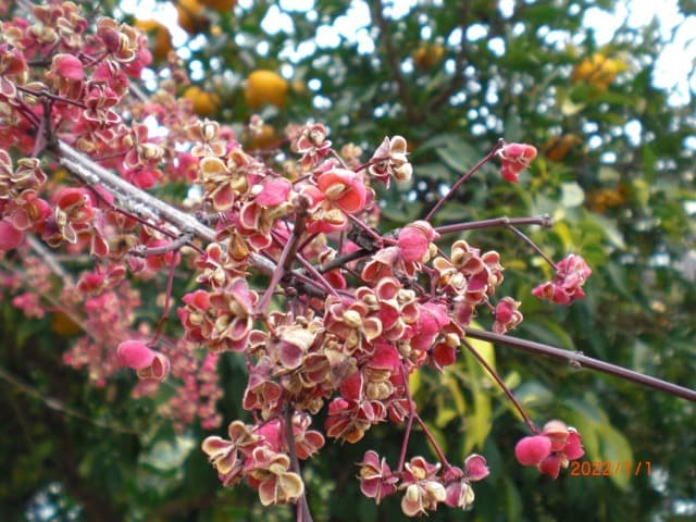 実写美⭕️良品【動作確認済】CASIO　EXILIM EX-Z85