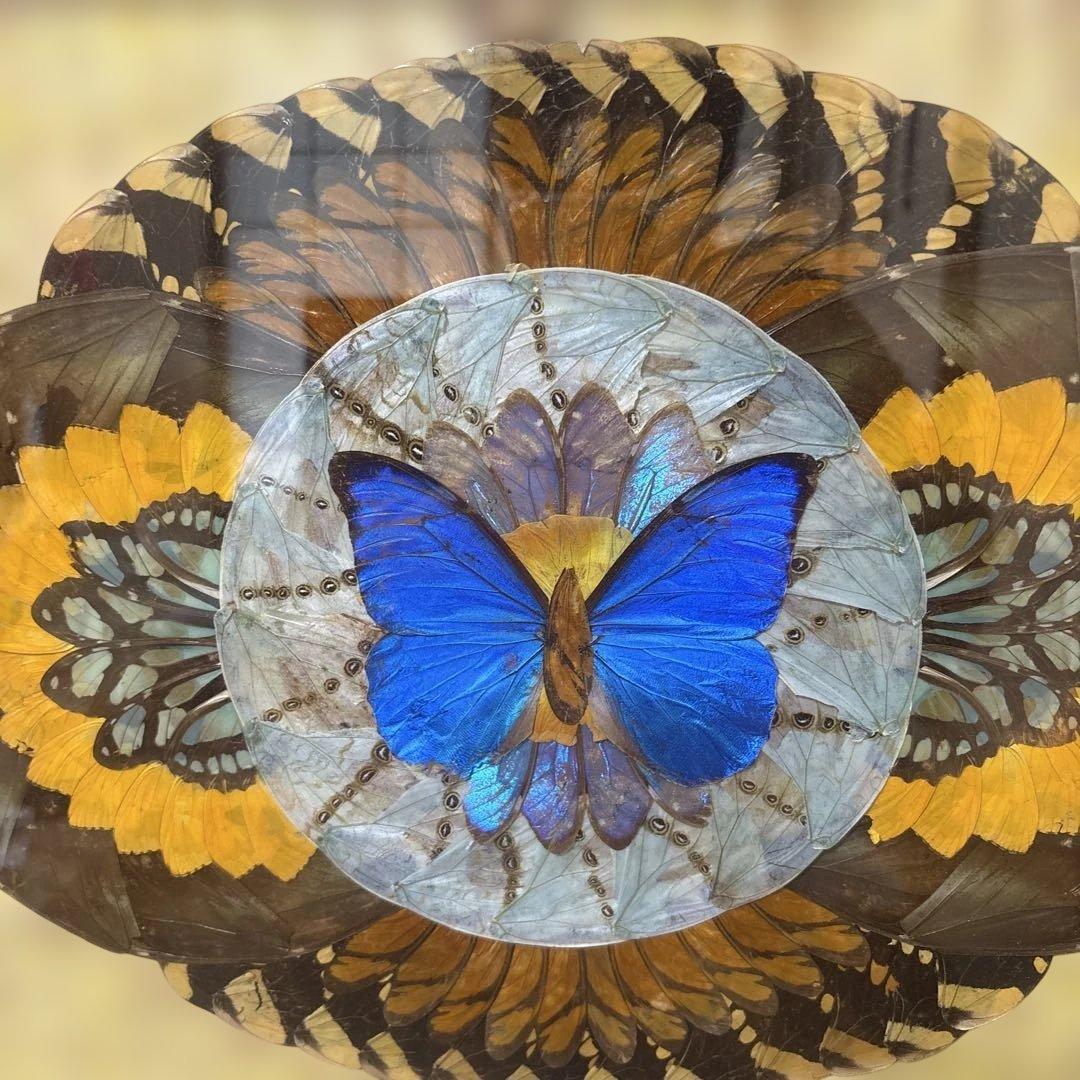 モルフォ蝶　標本　アート作品　額縁付き