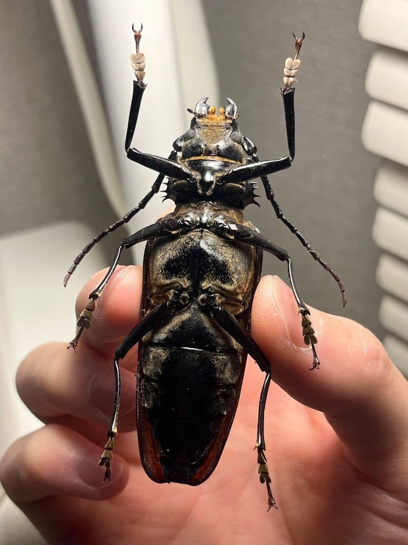 【韓国保護種】ウスリーオオキバウスバカミキリ Callipogon　標本