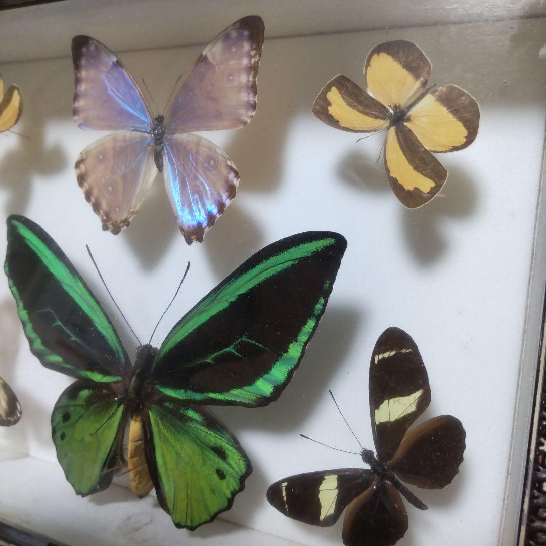 やっちゃん　メガネトリバネアゲハ　スルコウスキーモルフォ蝶　蝶の標本