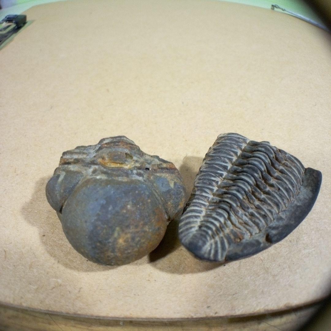 三葉虫　化石　fossil　ボリビア産　レア　Fossil判別④