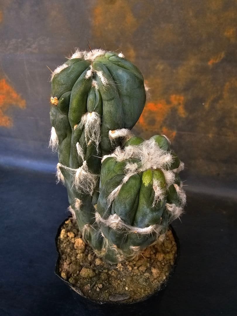 メルカリ便発送☆サボテン ピロソケレウス属 アズレウス モンスト