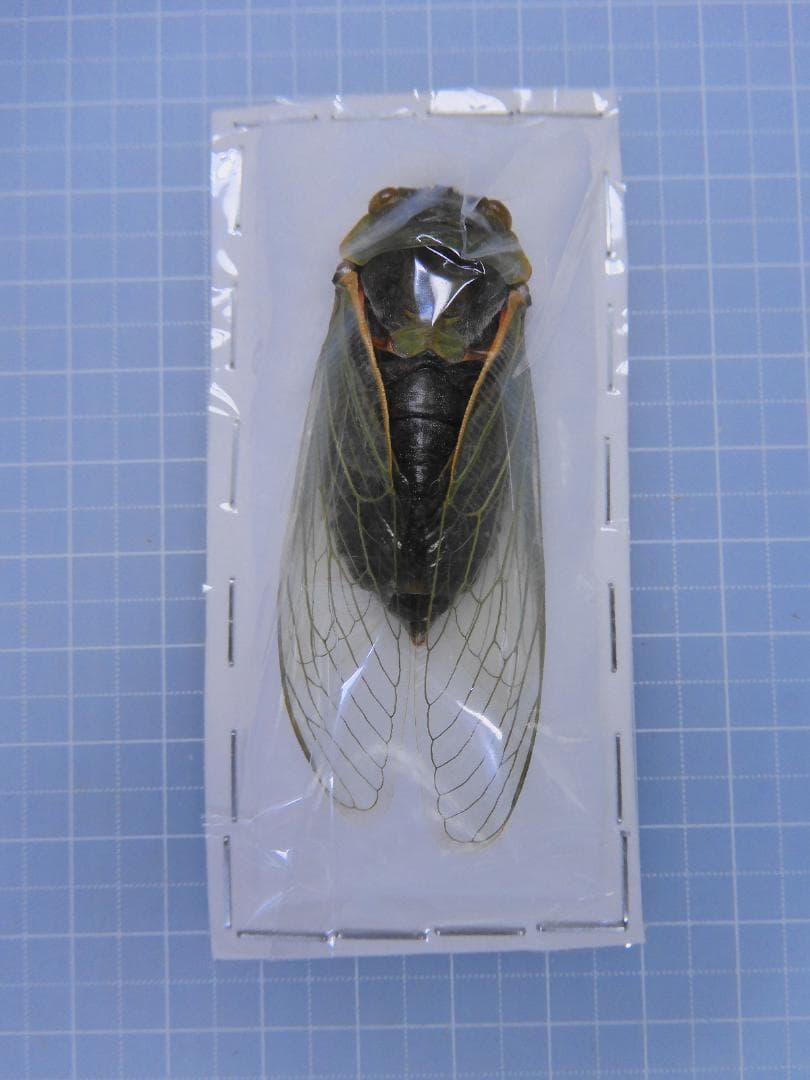 標本 Australia Cicadoidea sp. 65mm