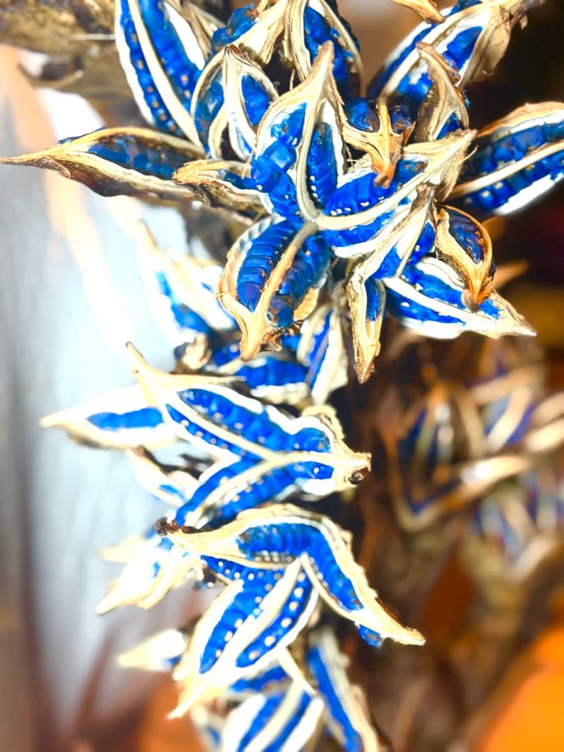 72 旅人の木 期間限定割引 今季宮古島産11房