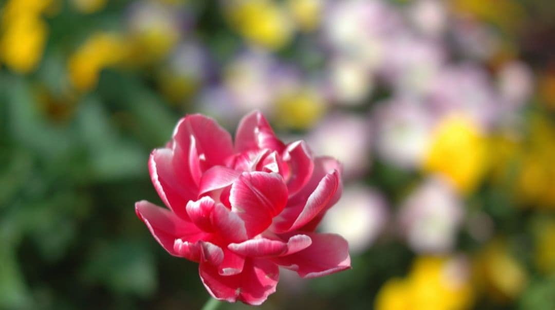 maomao様　　NIKON　D70　ダブルレンズ⚡️初心者⚡️ニコン⚡️