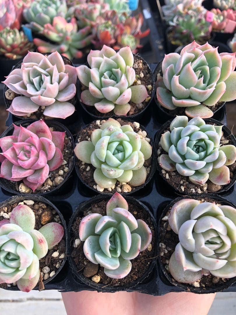 多肉植物 miyaさん苗♡小苗セット