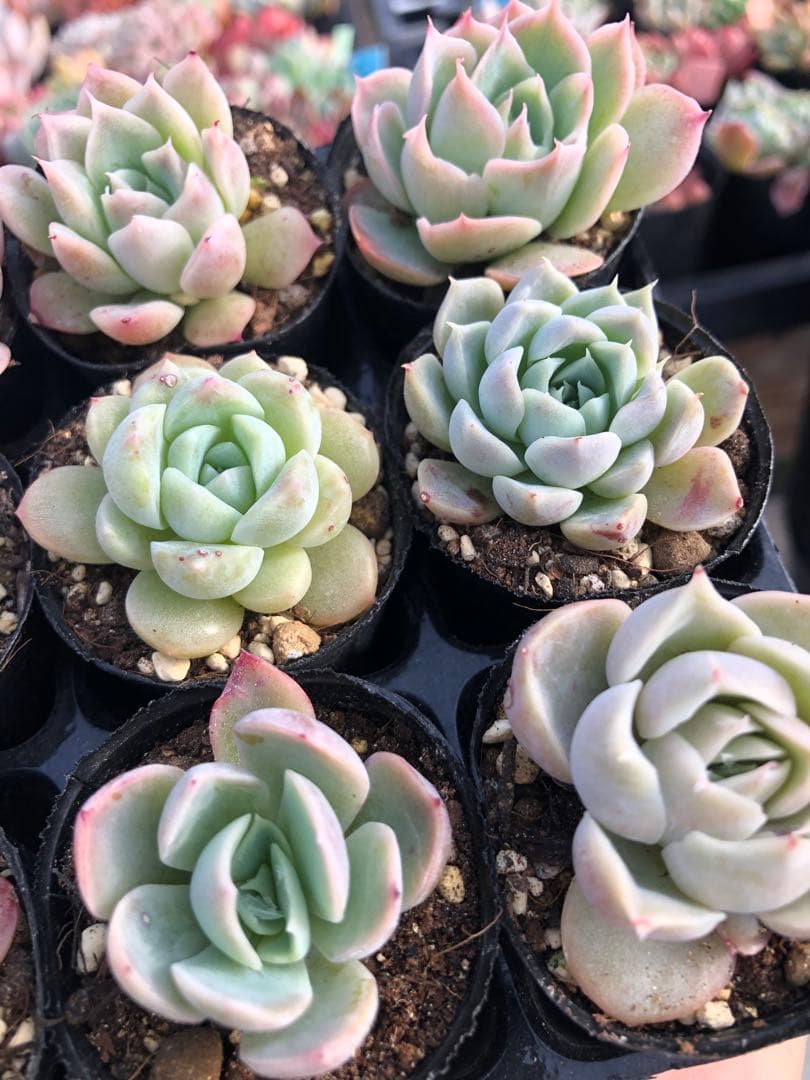 多肉植物 miyaさん苗♡小苗セット