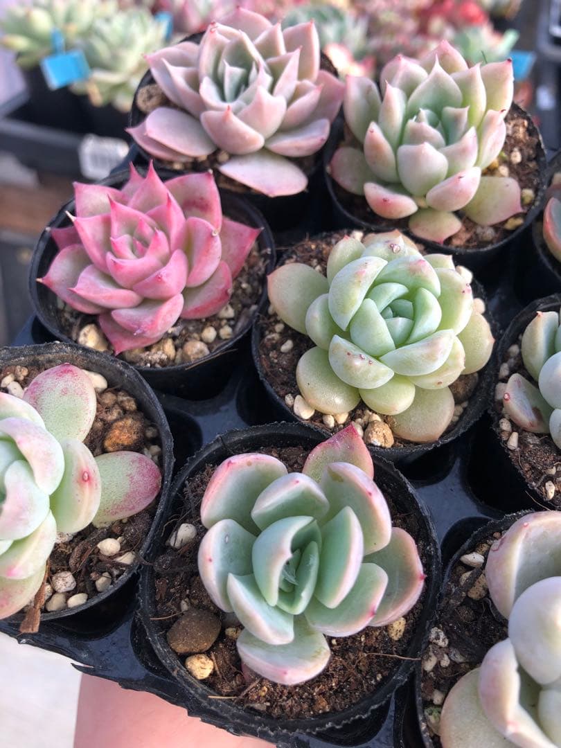 多肉植物 miyaさん苗♡小苗セット