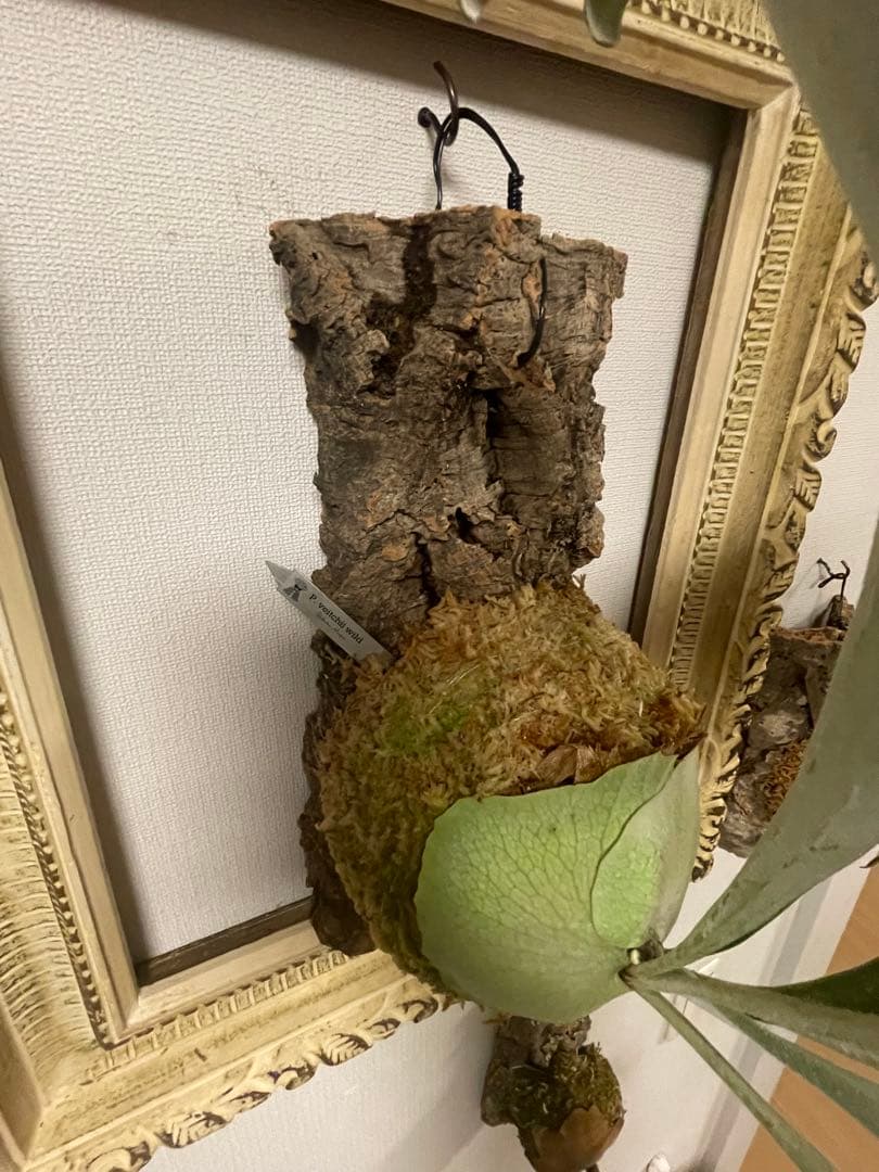 ビカクシダ P.veitchii wild ビカクマフィア