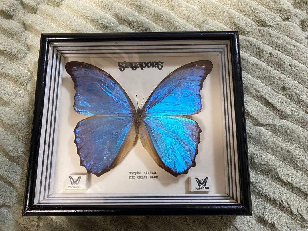 Morpho didius 蝶 標本 青色THE GREAT BLUE モルフォ