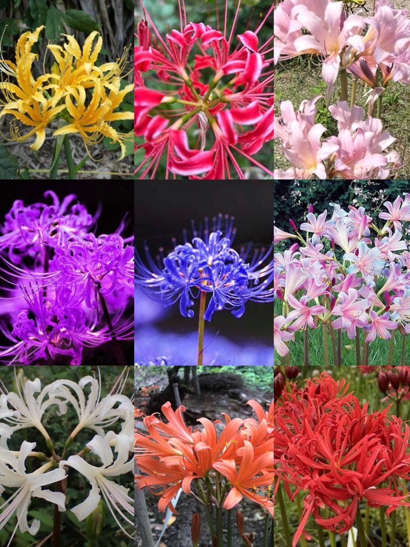 山いちご　35球