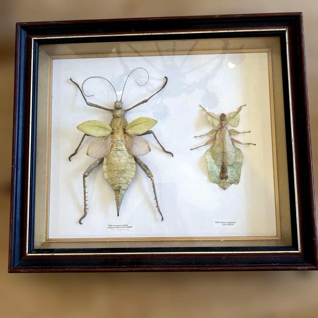 マレーシア　剥製ヴィンテージマレーオオニフシ　標本