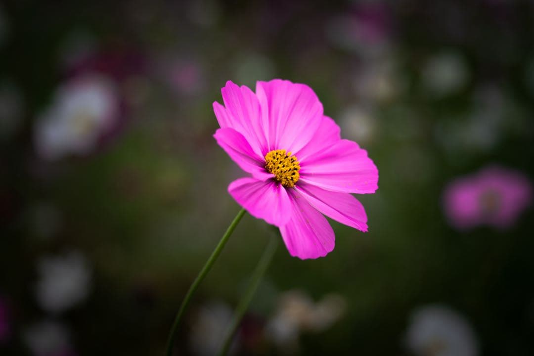 l*♡様 約37%オフ！SONY α7RV ILCE-7RM5 ボディ a7RV