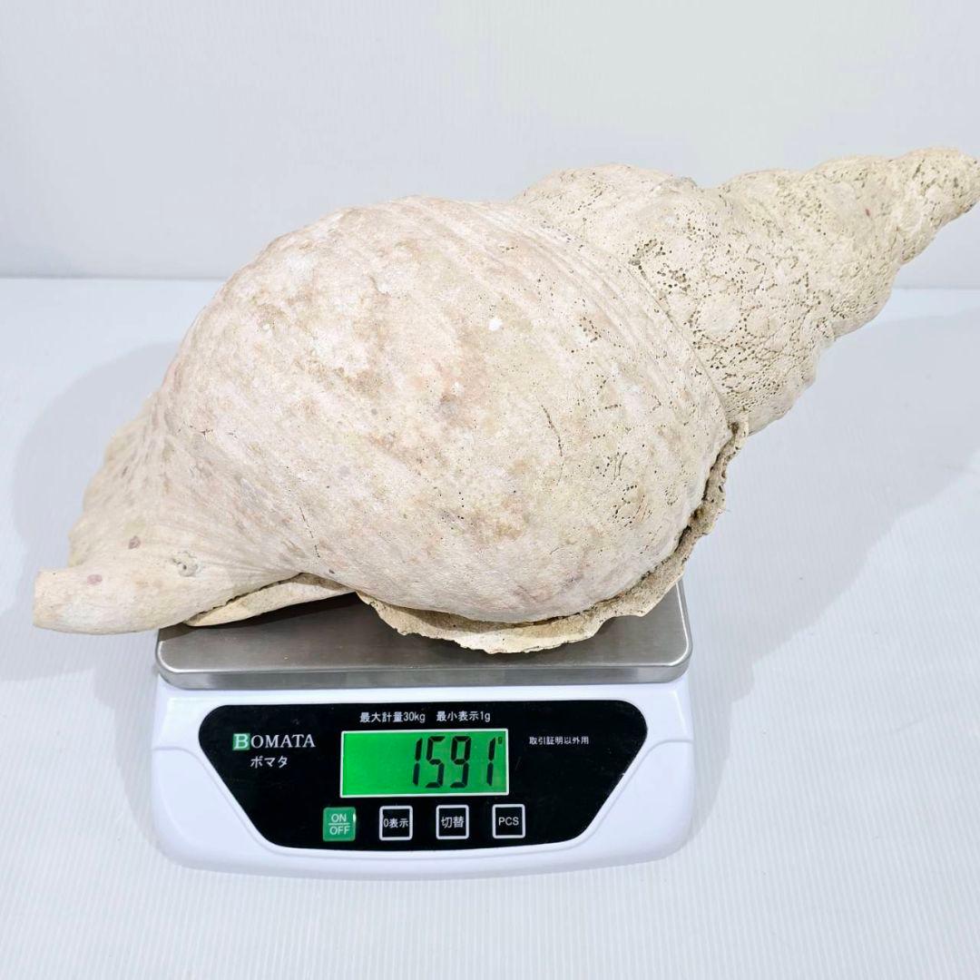 法螺貝 魔除け ほら貝 ホラ貝 40cm 巨大 オブジェ