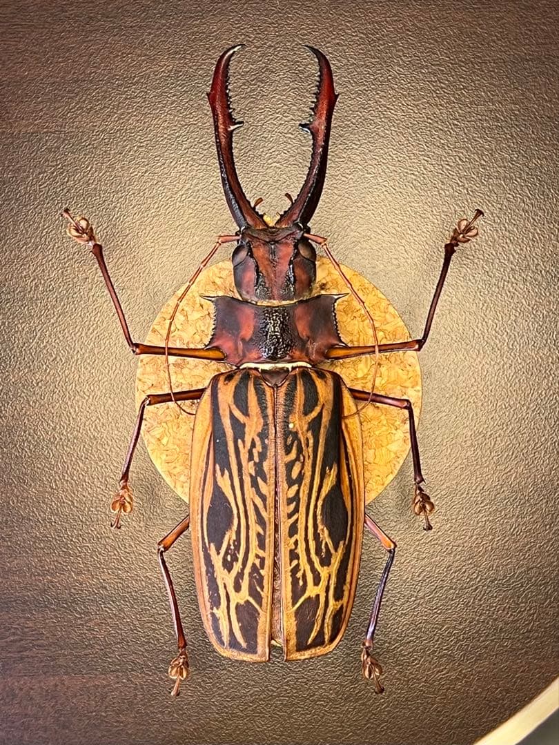 M*S様 特大 オオキバウスバカミキリ 標本 157ミリ 難アリ