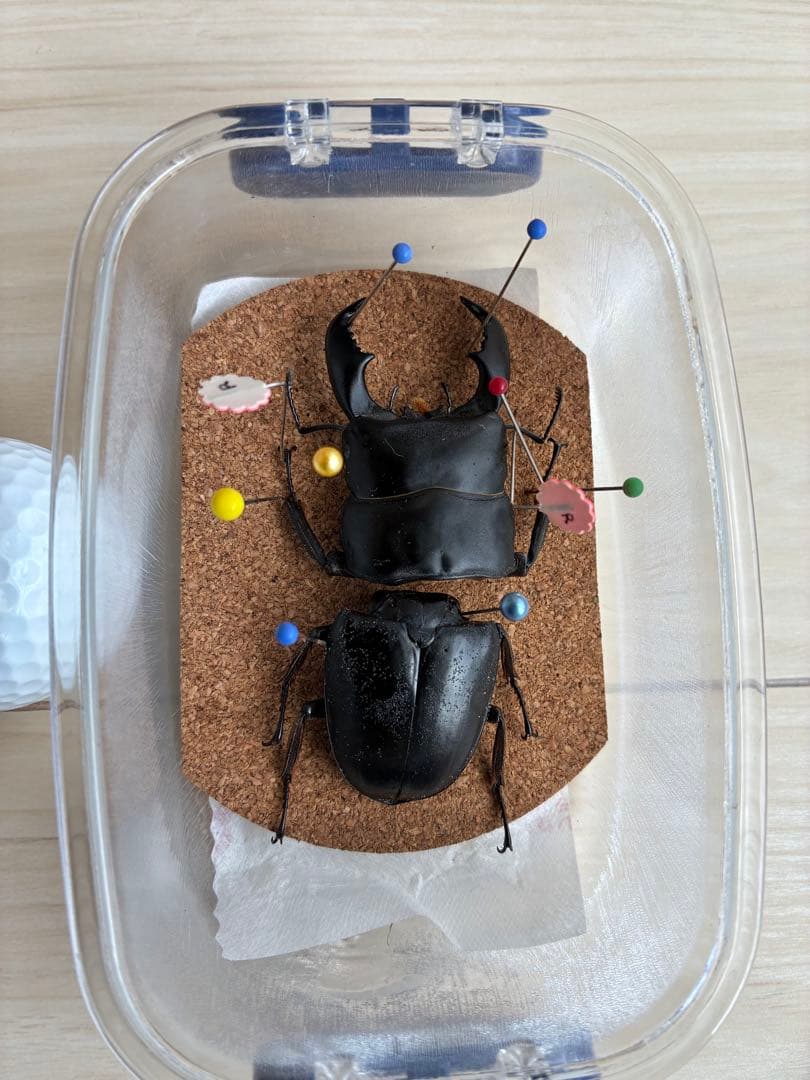 クワガタ標本 セット 標本ケース2個