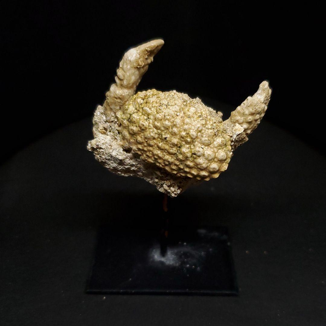 美品 カニ 歯 本物  化石 恐竜 産 42.87mm fcr1