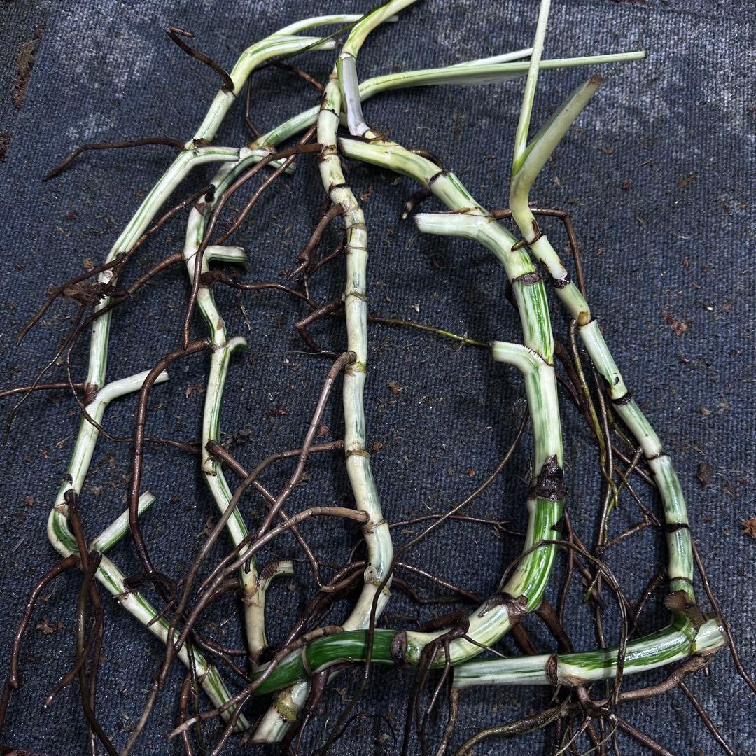 な*え様 斑入りモンステラホワイトタイガー大茎5株おまとめ