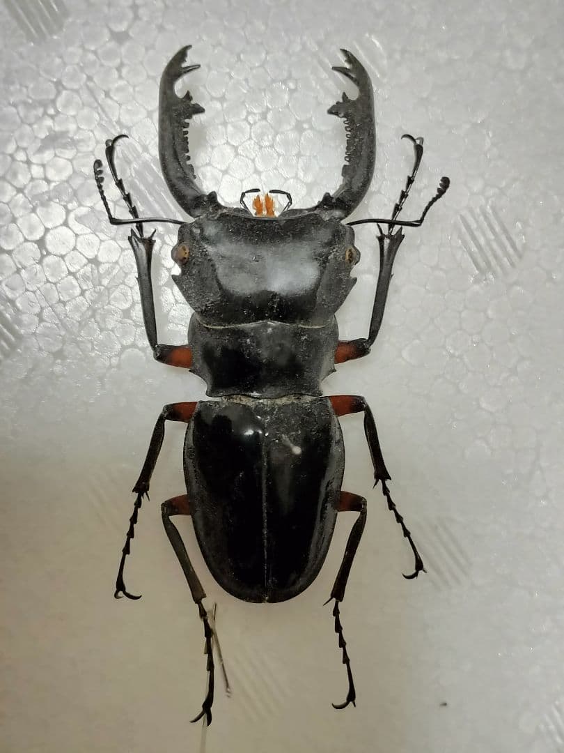 特大インペリアリスツヤクワガタ標本