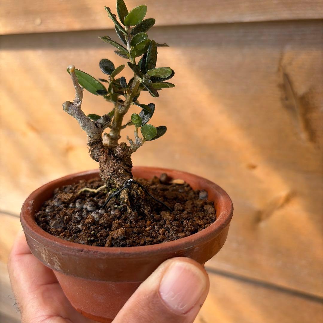 姫オリーブ小品盆栽1
