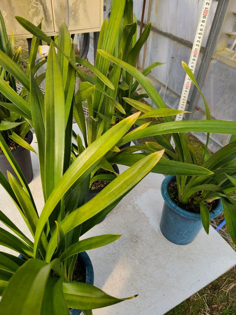 フォアゴットンフルーツ。花芽2個。5鉢セット。蜜蜂誘引蘭。日本蜜蜂。