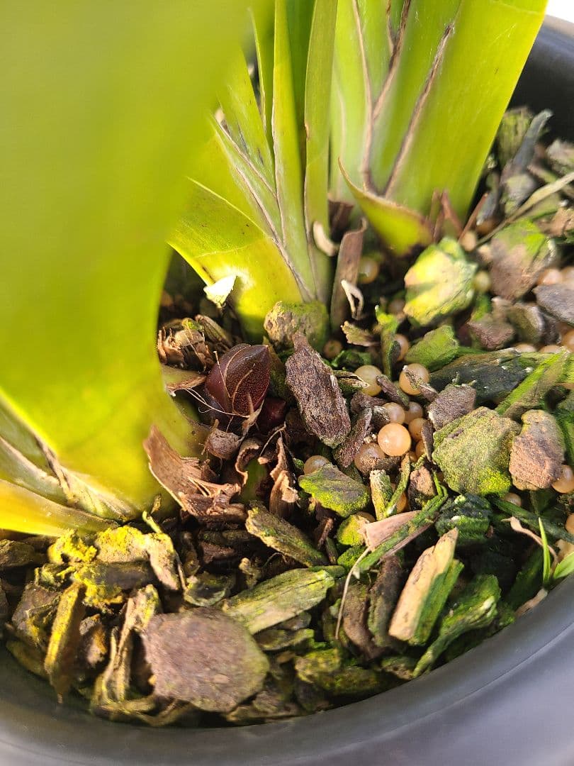 フォアゴットンフルーツ。花芽2個。5鉢セット。蜜蜂誘引蘭。日本蜜蜂。